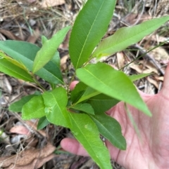 Prunus sp. at Cook, ACT - 19 Dec 2023