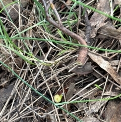 Prunus sp. at Cook, ACT - 19 Dec 2023 11:11 AM