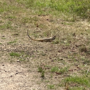 Pogona barbata at Aranda, ACT - suppressed