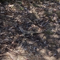 Pogona barbata at Oakey Hill - 1 Nov 2023 by ran452