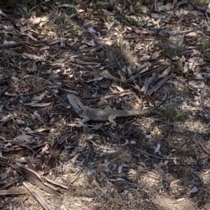Pogona barbata at Oakey Hill - suppressed