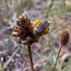 Lasioglossum (Chilalictus) sp. (genus & subgenus) (Halictid bee) at Harrison, ACT - 11 Dec 2023 by JenniM