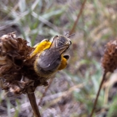 Lasioglossum (Chilalictus) sp. (genus & subgenus) at Franklin Grassland (FRA_5) - 11 Dec 2023 11:32 AM