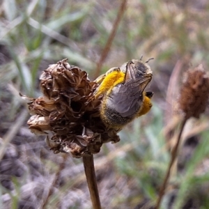 Lasioglossum (Chilalictus) sp. (genus & subgenus) at Franklin Grassland (FRA_5) - 11 Dec 2023 11:32 AM