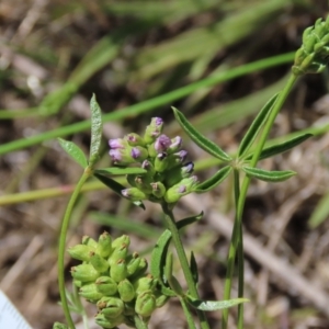 Cullen tenax at Blue Gum Point to Attunga Bay - 16 Dec 2023