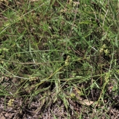 Cullen tenax at Blue Gum Point to Attunga Bay - 16 Dec 2023