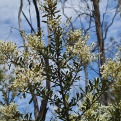 Bursaria spinosa subsp. lasiophylla at Isaacs Ridge and Nearby - 19 Dec 2023 11:13 AM