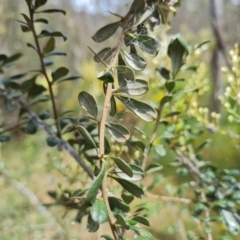 Bursaria spinosa subsp. lasiophylla at Isaacs Ridge and Nearby - 19 Dec 2023 11:13 AM