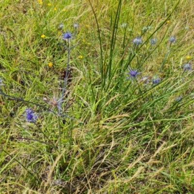 Eryngium ovinum (Blue Devil) at Isaacs Ridge and Nearby - 19 Dec 2023 by Mike