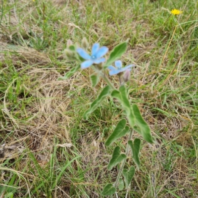 Oxypetalum coeruleum (Tweedia or Southern Star) at Isaacs Ridge - 18 Dec 2023 by Mike