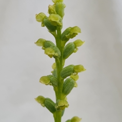 Microtis sp. (Onion Orchid) at Jerrabomberra, ACT - 18 Dec 2023 by Mike