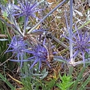 Zosteria sp. (genus) at Franklin Grassland (FRA_5) - 11 Dec 2023 11:44 AM