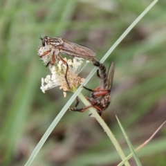 Zosteria sp. (genus) at Franklin Grassland (FRA_5) - 11 Dec 2023