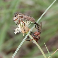 Asilidae (family) at Franklin Grassland (FRA_5) - 11 Dec 2023