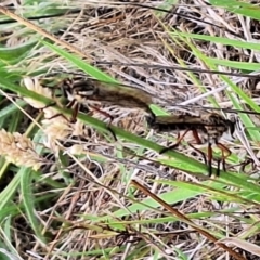 Zosteria sp. (genus) at Franklin Grassland (FRA_5) - 11 Dec 2023 11:44 AM