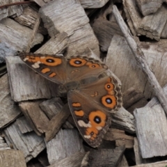 Junonia villida (Meadow Argus) at Blue Gum Point to Attunga Bay - 16 Dec 2023 by AndyRoo