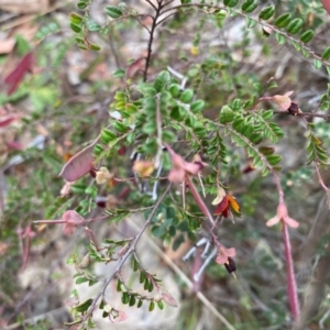 Bossiaea buxifolia at Rob Roy Range - 19 Dec 2023