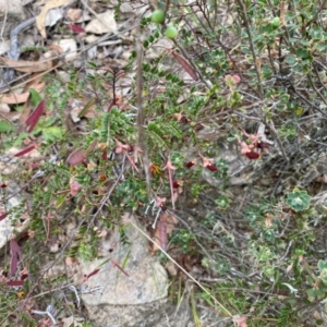 Bossiaea buxifolia at Rob Roy Range - 19 Dec 2023 10:30 AM