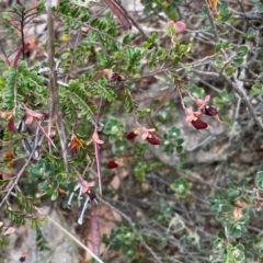 Bossiaea buxifolia at Rob Roy Range - 19 Dec 2023 10:30 AM