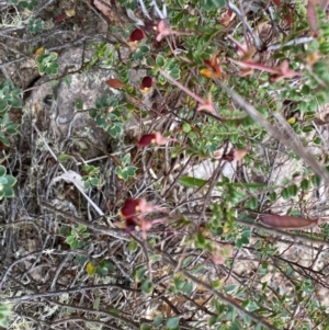 Bossiaea buxifolia at Rob Roy Range - 19 Dec 2023 10:30 AM