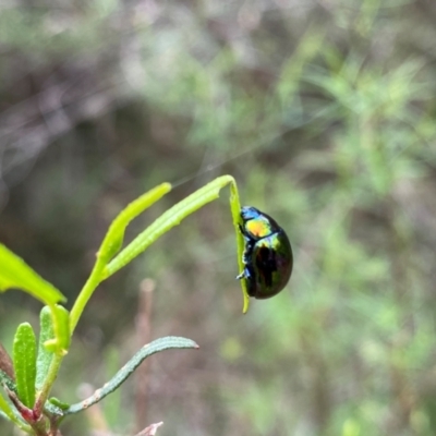 Callidemum hypochalceum (Hop-bush leaf beetle) at Rob Roy Range - 18 Dec 2023 by Shazw