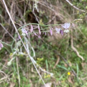 Arthropodium milleflorum at Rob Roy Range - suppressed