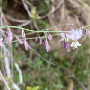 Arthropodium milleflorum at Rob Roy Range - suppressed