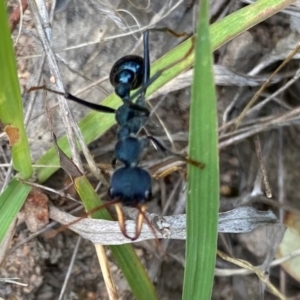 Myrmecia tarsata at Rob Roy Range - 19 Dec 2023