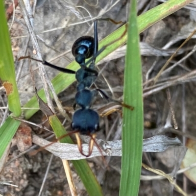 Myrmecia tarsata (Bull ant or Bulldog ant) at Rob Roy Range - 18 Dec 2023 by Shazw