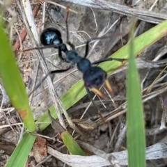 Myrmecia tarsata at Rob Roy Range - 19 Dec 2023