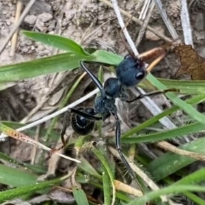 Myrmecia tarsata at Rob Roy Range - 19 Dec 2023