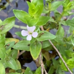 Gratiola peruviana (Australian Brooklime) at Tuggeranong, ACT - 18 Dec 2023 by Shazw