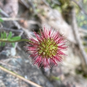 Acaena novae-zelandiae at Rob Roy Range - 19 Dec 2023