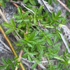 Acaena novae-zelandiae at Rob Roy Range - 19 Dec 2023