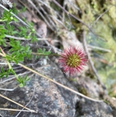 Acaena novae-zelandiae at Rob Roy Range - 19 Dec 2023