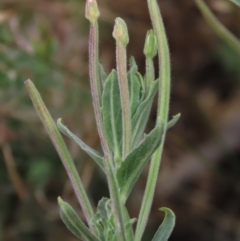 Epilobium hirtigerum (Hairy Willowherb) at Blue Gum Point to Attunga Bay - 16 Dec 2023 by AndyRoo