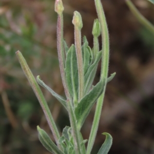 Epilobium hirtigerum at Blue Gum Point to Attunga Bay - 16 Dec 2023 02:35 PM