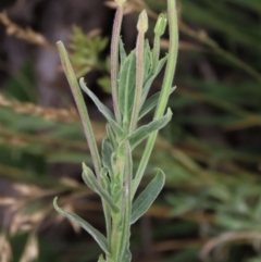 Epilobium hirtigerum at Blue Gum Point to Attunga Bay - 16 Dec 2023