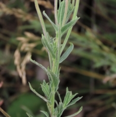 Epilobium hirtigerum at Blue Gum Point to Attunga Bay - 16 Dec 2023