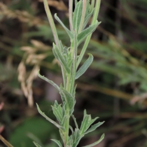 Epilobium hirtigerum at Blue Gum Point to Attunga Bay - 16 Dec 2023 02:35 PM