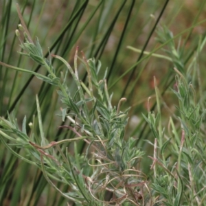 Epilobium hirtigerum at Blue Gum Point to Attunga Bay - 16 Dec 2023 02:35 PM