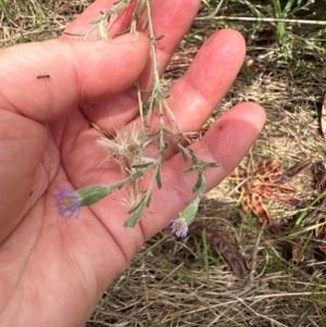 Vittadinia gracilis at Aranda, ACT - 19 Dec 2023