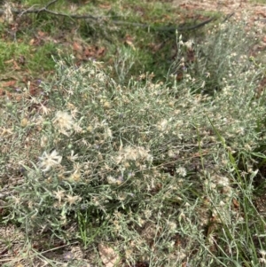 Vittadinia gracilis at Aranda, ACT - 19 Dec 2023