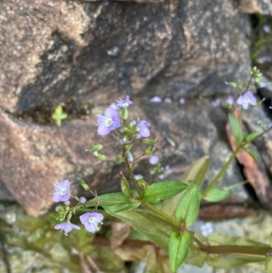 Veronica anagallis-aquatica at Rob Roy Range - 19 Dec 2023 09:54 AM