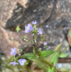 Veronica anagallis-aquatica at Rob Roy Range - 19 Dec 2023 09:54 AM