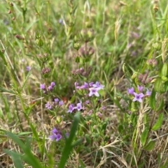 Mentha diemenica (Wild Mint, Slender Mint) at Tuggeranong, ACT - 18 Dec 2023 by Shazw