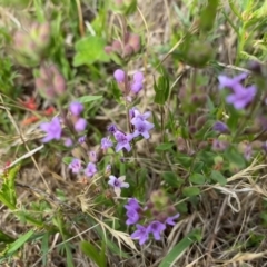 Mentha diemenica at Rob Roy Range - 19 Dec 2023