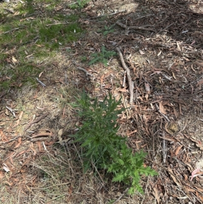 Cirsium vulgare (Spear Thistle) at Aranda Bushland - 19 Dec 2023 by lbradley