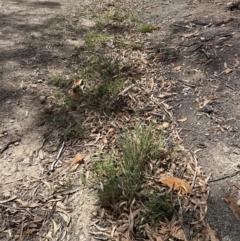 Lysimachia arvensis at Aranda Bushland - 19 Dec 2023