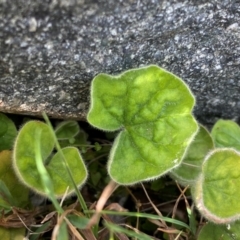 Dichondra repens at Rob Roy Range - 19 Dec 2023